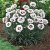 Scent First® Coconut Surprise Dianthus Plant -Arbor Day Foundation Store Dianthus Coconut Sundae 600x600 679d5d3b aeda 4592 91e4 40be032a721d