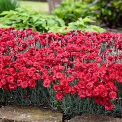 Fruit Punch® ‘Maraschino’ Dianthus -Arbor Day Foundation Store Dianthus Fruit Punch 2