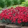 Fruit Punch® ‘Maraschino’ Dianthus -Arbor Day Foundation Store Dianthus Fruit Punch FGT 600x600 7209b3d8 fa7d 4d44 942e 58cf5af7ee41