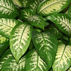 Dieffenbachia And Song Of India Combo -Arbor Day Foundation Store Diffenbachia song of india 2
