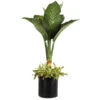Dieffenbachia And Song Of India Combo -Arbor Day Foundation Store Diffenbachia song of india 600x600 7274c5a1 437b 4d7f a274 bd3d5f360208