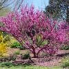 Don EGolf Redbud Tree -Arbor Day Foundation Store Don E Golf Redbud FGT 600x600 c49249c0 d50c 46f7 91fb 098afcd5a4c7