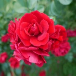 Don Juan Climbing Rose -Arbor Day Foundation Store Don Juan 1 FGT