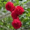 Don Juan Climbing Rose 2 Don Juan Climbing Rose -Arbor Day Foundation Store Don Juan FGT 600x600 0b27ac05 48de 44b5 8180 b48dca5c88de
