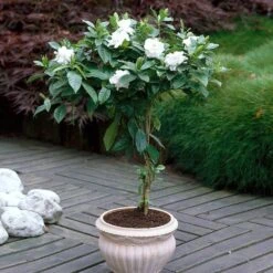 Double Blooming Gardenia Tree -Arbor Day Foundation Store Double Blooming Gardenia 6 FGT