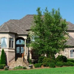 Dura Heat® River Birch -Arbor Day Foundation Store Dura Heat River Birch 1