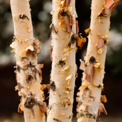 Dura Heat® River Birch -Arbor Day Foundation Store Dura Heat River Birch 4