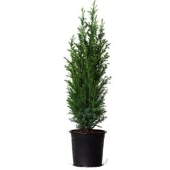 Dwarf Italian Cypress -Arbor Day Foundation Store Dwarf Italian Cypress 800 Mainimage FGT