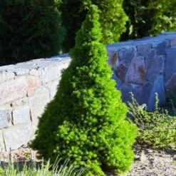 Dwarf Alberta Spruce -Arbor Day Foundation Store Dwarf ALberta ALberta Spruce 3 FGT