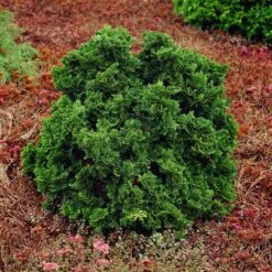Dwarf Hinoki Cypress Shrub -Arbor Day Foundation Store Dwarf Hinoki Cypress 1