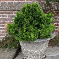 Dwarf Hinoki Cypress Shrub -Arbor Day Foundation Store Dwarf Hinoki Cypress 2