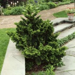 Dwarf Hinoki Cypress Shrub -Arbor Day Foundation Store Dwarf Hinoki Cypress 3