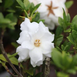 Dwarf Radicans Gardenia -Arbor Day Foundation Store Dwarf Radicans Gardenia 2 FGT