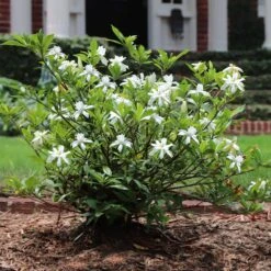 Arbor Day Foundation Store -Arbor Day Foundation Store Dwarf Radicans Gardenia 4
