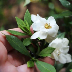 Dwarf Radicans Gardenia -Arbor Day Foundation Store Dwarf Radicans Gardenia 6