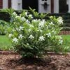 Dwarf Radicans Gardenia -Arbor Day Foundation Store Dwarf Radicans Gardenia FGT 600x600 0183027c c1d4 4850 ac73 648c9724bd76