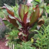Dwarf Red Banana Tree -Arbor Day Foundation Store Dwarf Red Banana Plant 350 01