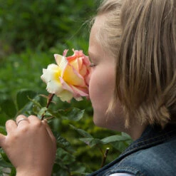 Euphoria® Rose Shrub -Arbor Day Foundation Store EUphoria Rose Tree 1