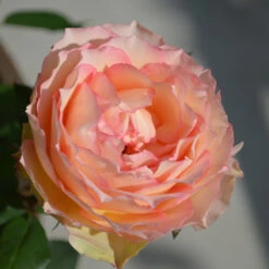 Euphoria® Rose Shrub -Arbor Day Foundation Store EUphoria Rose Tree 2