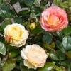 Euphoria® Rose Shrub -Arbor Day Foundation Store EUphoria Rose Tree FGT 600x600 56174138 bf7d 4296 a4d7 af48f72072e8