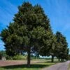 Eastern Red Cedar Tree -Arbor Day Foundation Store Eastern Red Cedar 600x600 FGT