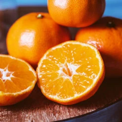 EasyPeel Clementine Tree -Arbor Day Foundation Store Easy Peel Clementine 4 FGT