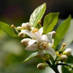 EasyPeel Clementine Tree -Arbor Day Foundation Store Easy Peel Clementine 5