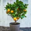 EasyPeel Clementine Tree 1 EasyPeel Clementine Tree -Arbor Day Foundation Store Easy Peel Clementine FGT 600x600 7715f8b8 7ade 444c b849 5c8b79e452e4