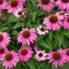 PowWow® Wild Berry Coneflower (Echinacea) -Arbor Day Foundation Store Echinacea Pow Wow Wildberry 600x600 80986137 f5bb 49c5 b4c8 9a51315a7b38