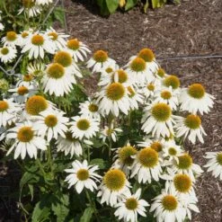 PowWow® White Coneflower (Echinacea) 7 PowWow® White Coneflower (Echinacea) -Arbor Day Foundation Store Echinacea PowWow WHite 2