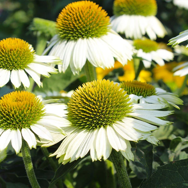 PowWow® White Coneflower (Echinacea) 3 PowWow® White Coneflower (Echinacea)