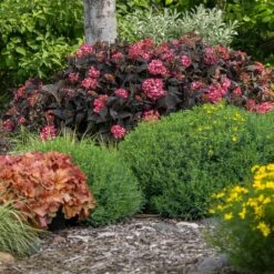 Eclipse® Bigleaf Hydrangea -Arbor Day Foundation Store Eclipse Mophead 4