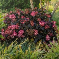 Eclipse® Bigleaf Hydrangea -Arbor Day Foundation Store Eclipse Mophead 5