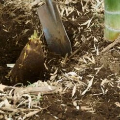 Edible Bamboo Plant -Arbor Day Foundation Store Edible Bamboo 5 FGT