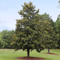 Edith Bogue Magnolia -Arbor Day Foundation Store Edith Bogue magnolia 1