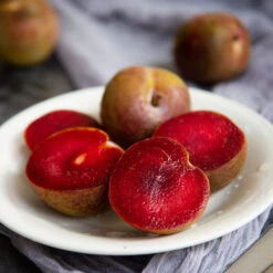 Elephant Heart Plum Tree -Arbor Day Foundation Store Elephant Heart Plum 1