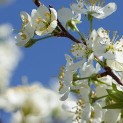 Elephant Heart Plum Tree -Arbor Day Foundation Store Elephant Heart Plum 2