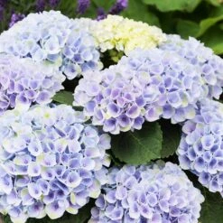 Elizabeth Ashley Hydrangea Shrub -Arbor Day Foundation Store Elizabeth Ashley 1