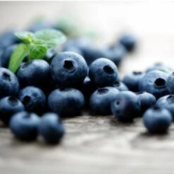 Elliot Blueberry Bush 9 Elliot Blueberry Bush -Arbor Day Foundation Store Elliot Blueberry 450 D2