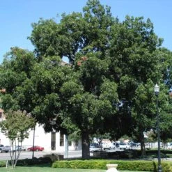 Elliot Pecan Tree -Arbor Day Foundation Store Elliot Pecan 1 FGT