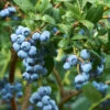 Emerald Blueberry Bush 1 Emerald Blueberry Bush -Arbor Day Foundation Store Emerald Blueberries 600x600 ba57f98c e75b 4707 a839 d566b7aa64e7