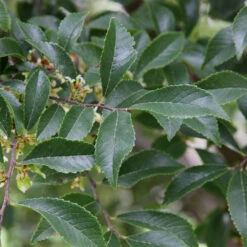 Emerald Flair Elm Tree -Arbor Day Foundation Store Emerald Flair 2