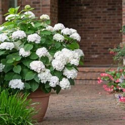 Endless Summer® Blushing Bride Bigleaf Hydrangea Shrub -Arbor Day Foundation Store Endless Summer Blushing Bride 3 FGT
