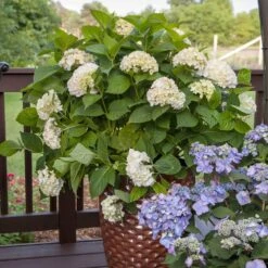 Endless Summer® Blushing Bride Bigleaf Hydrangea Shrub -Arbor Day Foundation Store Endless Summer Blushing Bride 5