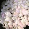 Endless Summer® Blushing Bride Bigleaf Hydrangea Shrub -Arbor Day Foundation Store Endless Summer Blushing Bride FGT 600x600 0ebe554a 6f66 4976 a54a 228202945329