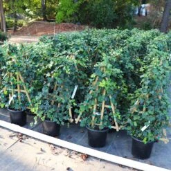 English Ivy Vine -Arbor Day Foundation Store English Ivy 5