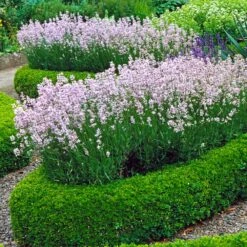 English Boxwood Shrub -Arbor Day Foundation Store English Boxwood 4
