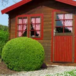 English Boxwood Shrub -Arbor Day Foundation Store English Boxwood 6 FGT