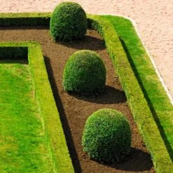 English Boxwood Shrub -Arbor Day Foundation Store English Boxwood 7