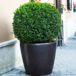 English Boxwood Shrub -Arbor Day Foundation Store English Boxwood 9 FGT